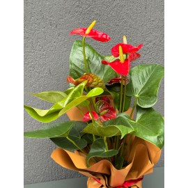 BÜYÜK KIRMIZI ANTORYUM ÇİÇEĞİ